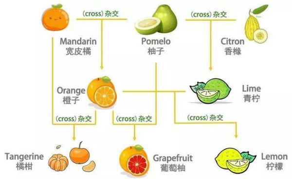 柚子皮 - 知乎