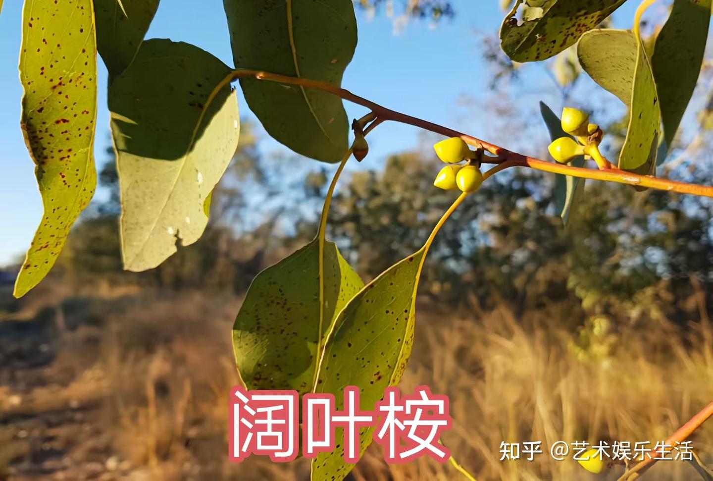 桉树的种类有哪些 - 知乎