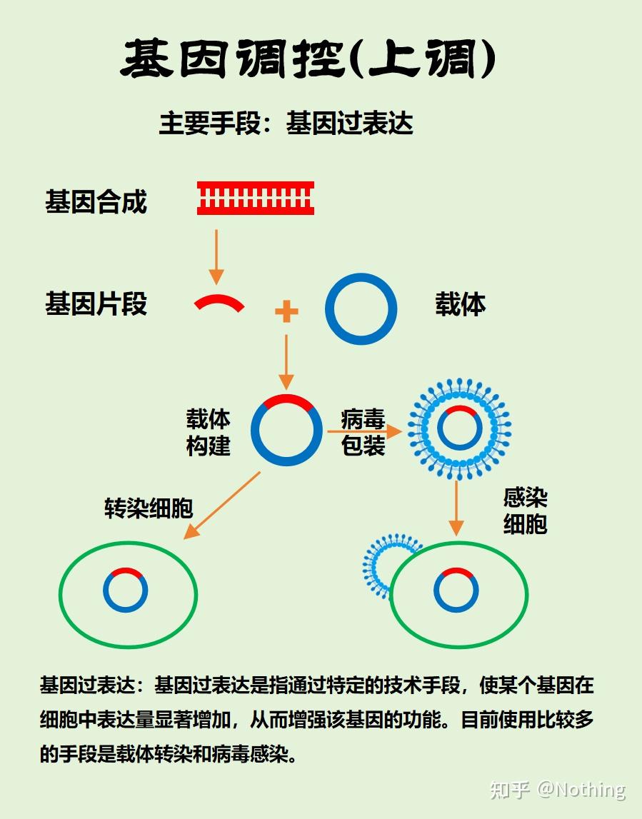 图解转录调控过程---基因过表达、基因沉默、RNA干扰 - 知乎
