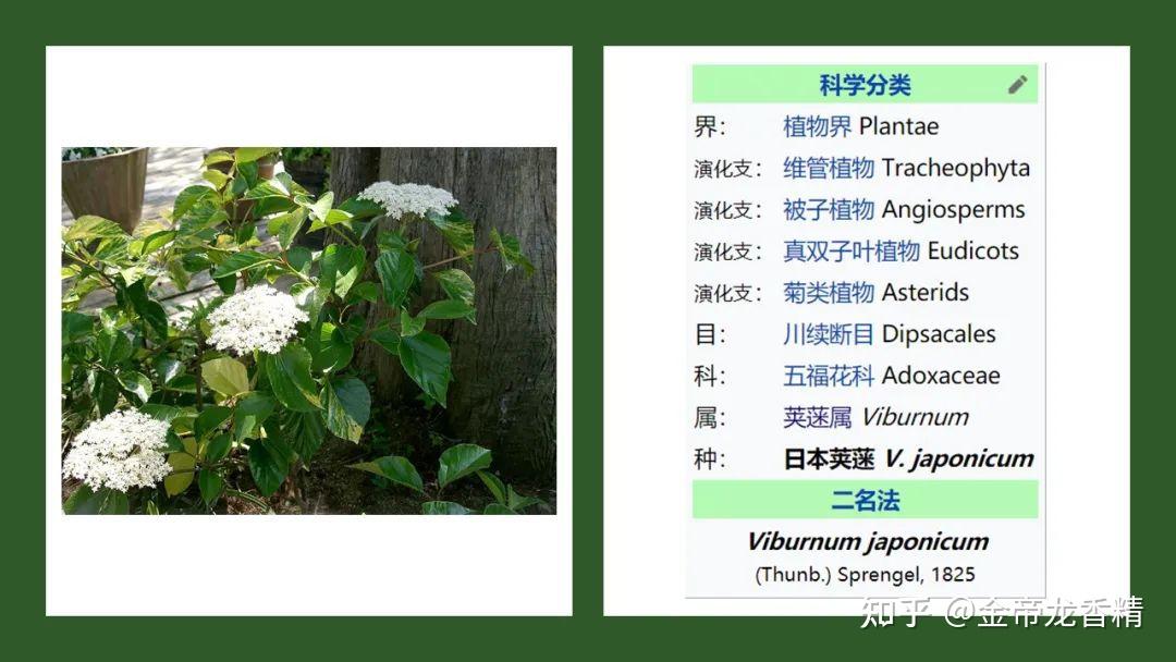 香精与香料(168)—荚蒾 - 知乎