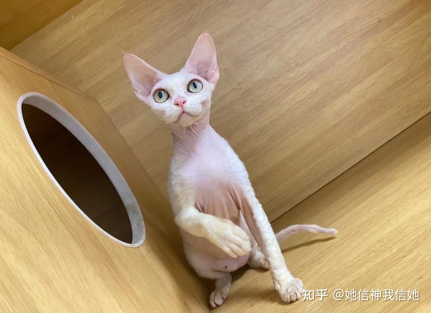 我家的德文猫品相怎么样