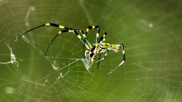 被花蜘蛛咬一口是一种怎样的体验 知乎