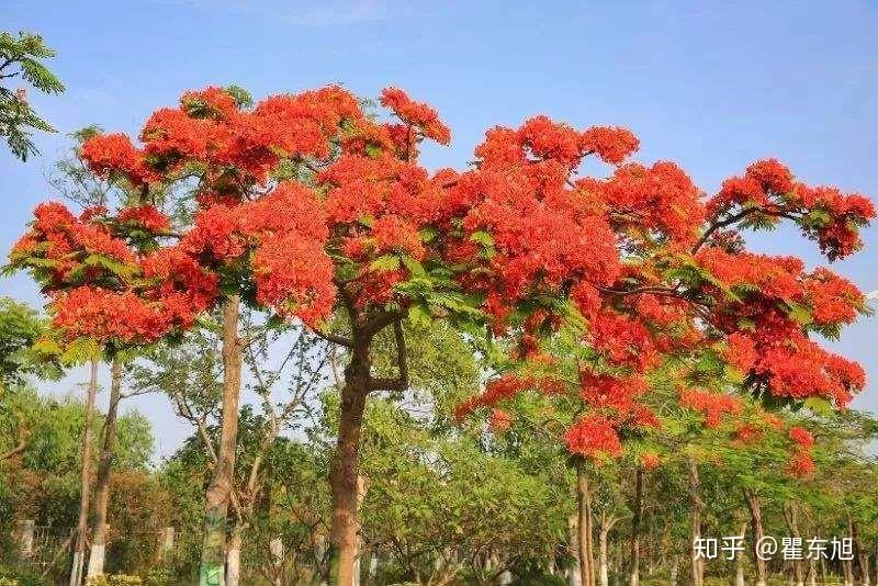 又是一年凤凰树花开 瞿东旭 - 知乎
