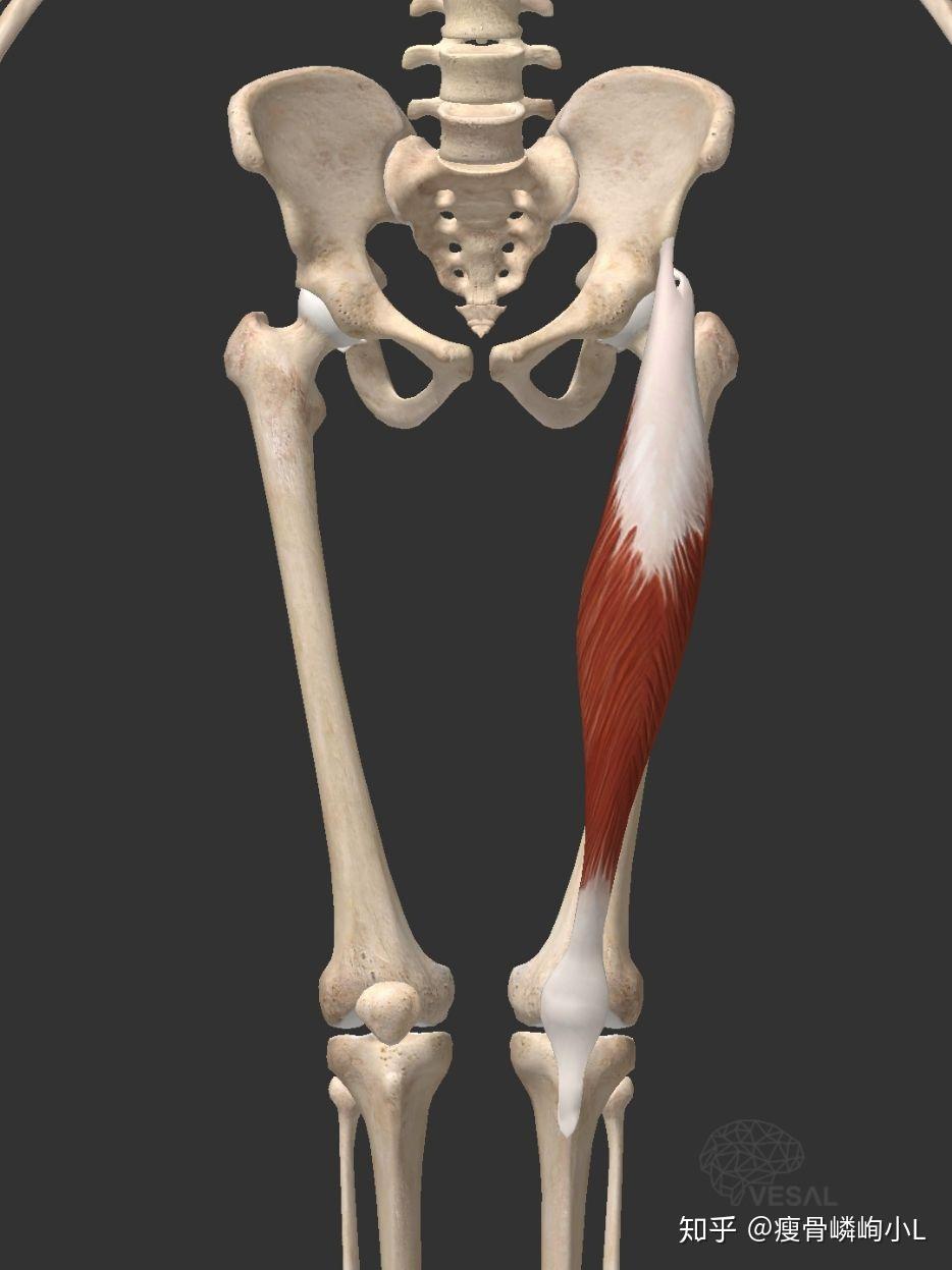 股直肌股外侧头位于大腿前外侧,起于股骨转子间线外上部至粗线外侧唇