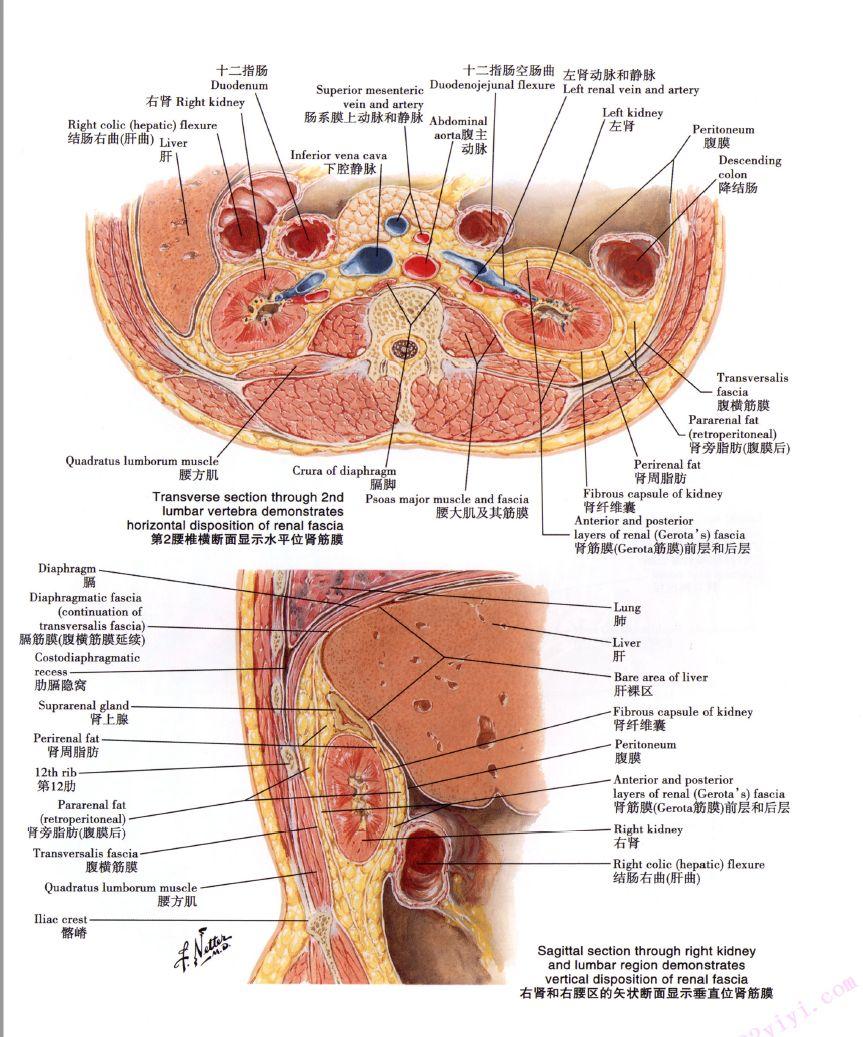 肾筋膜(perirenal fascia) 是一层致密的纤维结缔组织鞘,通过一层肾周