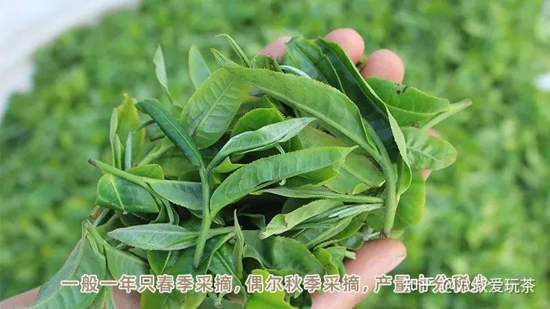什么样的茶才能称为古树茶? - 知乎