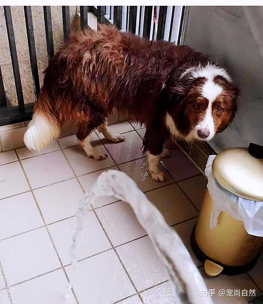 狗子中暑了 - 知乎