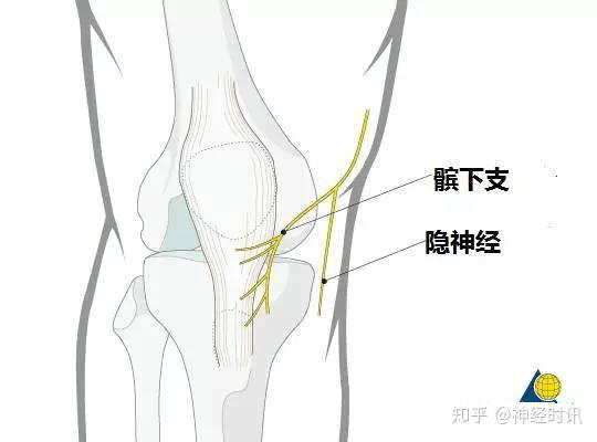体表神经解剖 隐神经