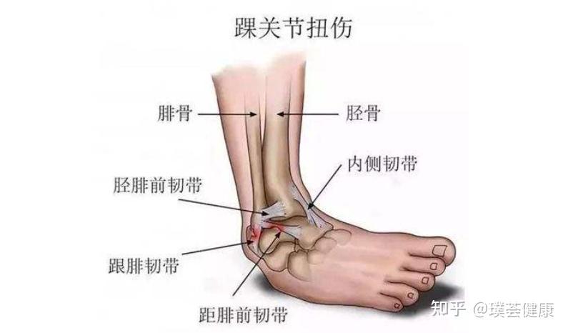 踝关节后内侧入路图谱图片