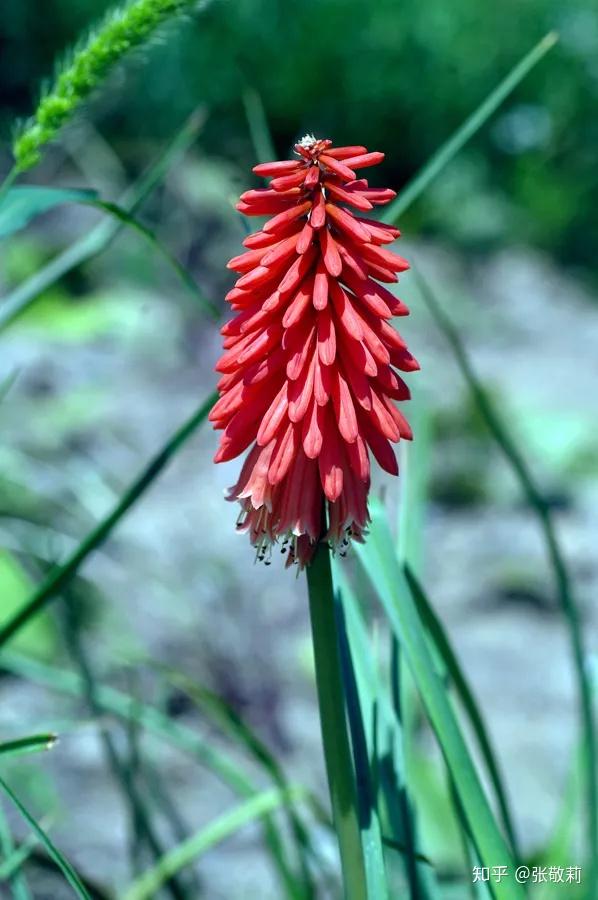 生态客分科识花图鉴14阿福花科
