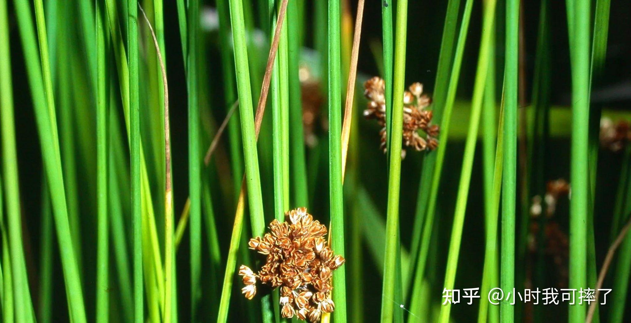 灯心草(别名:虎须草、赤须、灯心、灯草、碧玉草、水灯心、铁灯心、虎酒草、曲屎草、秧草。) - 知乎