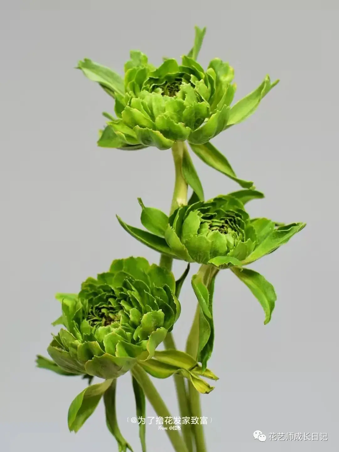 每日一花青蛙洋牡丹又丑又可爱vol26