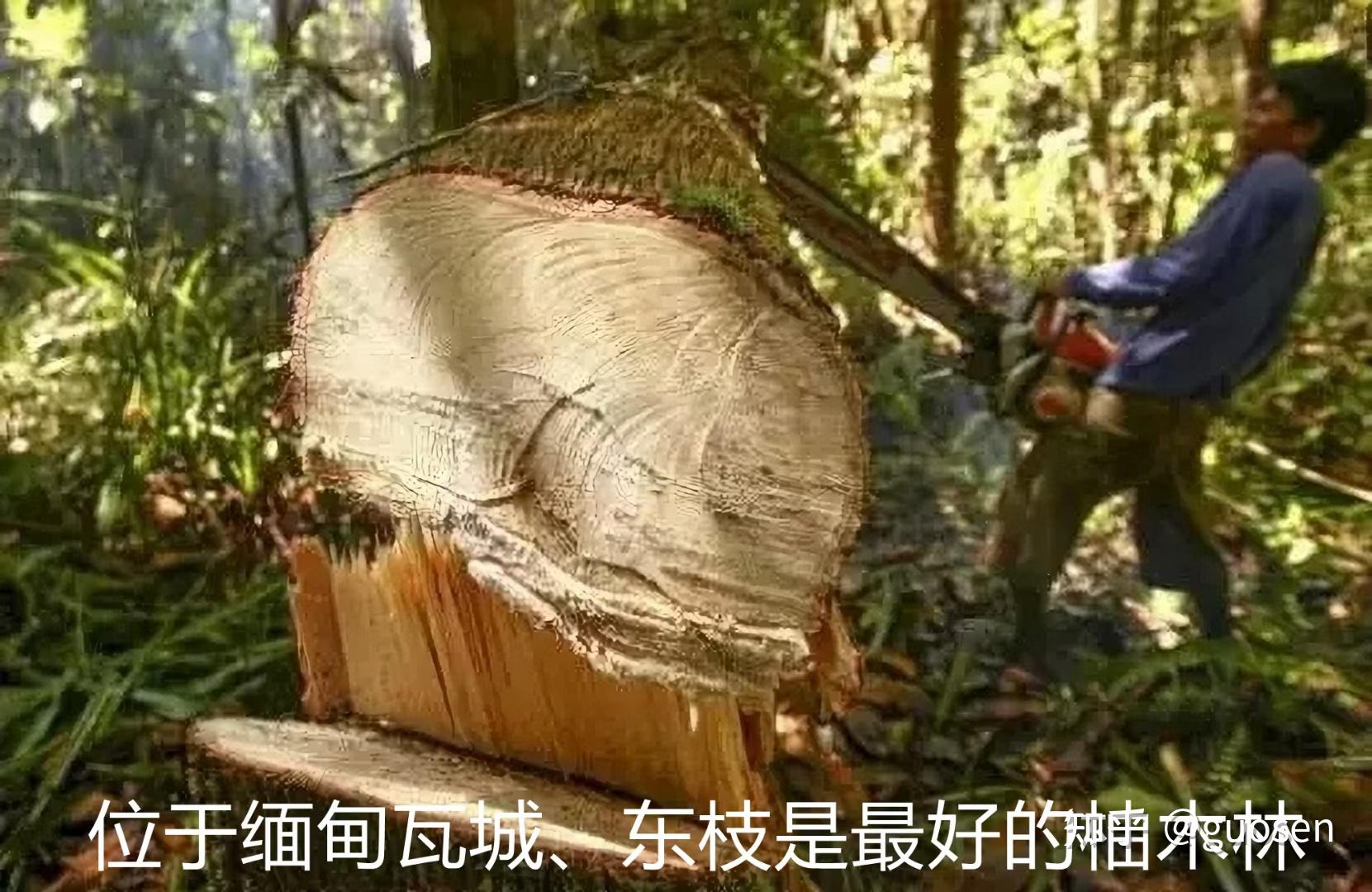 缅甸原始森林柚木是如何砍伐进入中国的? - 知乎