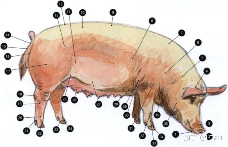 猪跗关节位置图片图片