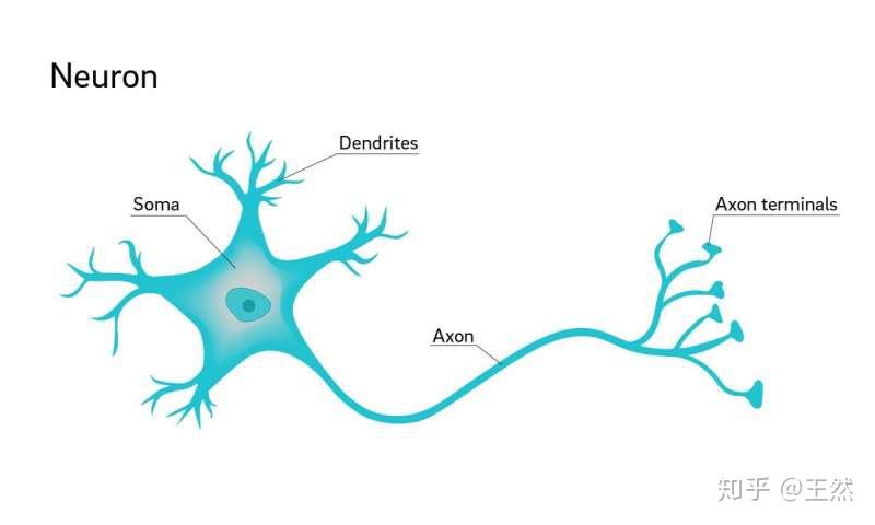 轴突树突形神经元图示图片