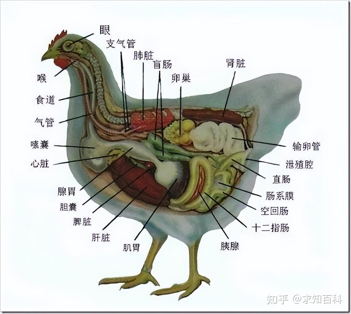 怎么翻出母鸡蛋道图片