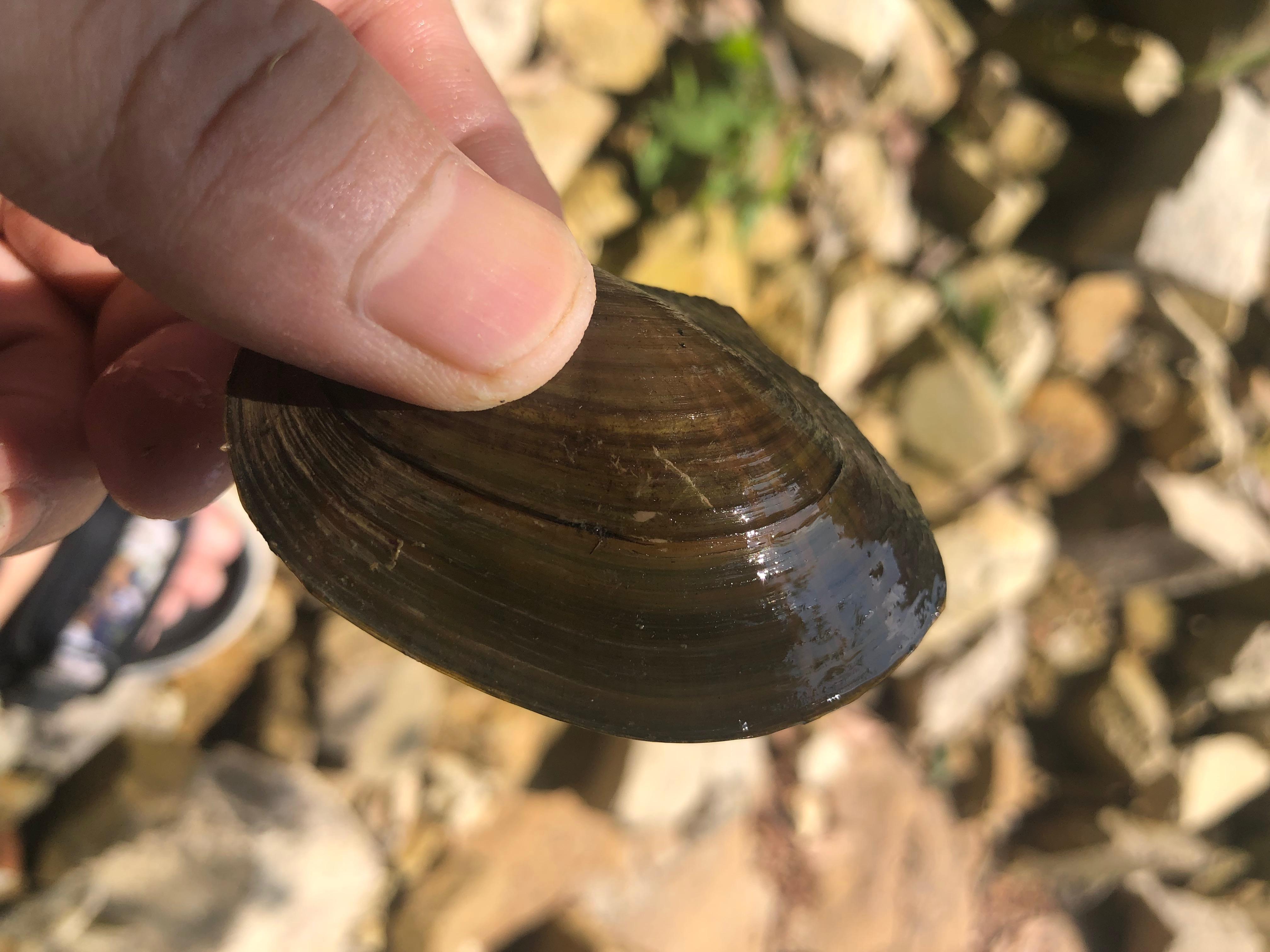 國慶節假期第一天打卡跳出舒適圈在溪水徒手撈河蚌烹飪出美味河蚌湯