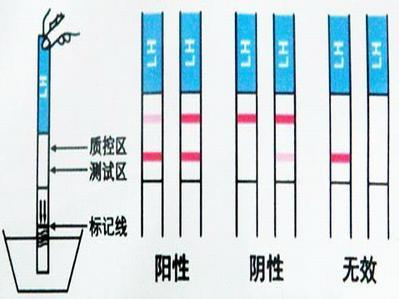 什么是黄体囊 v2-e008eb5536561f4a2f454e901d44ecb9_b.jpg