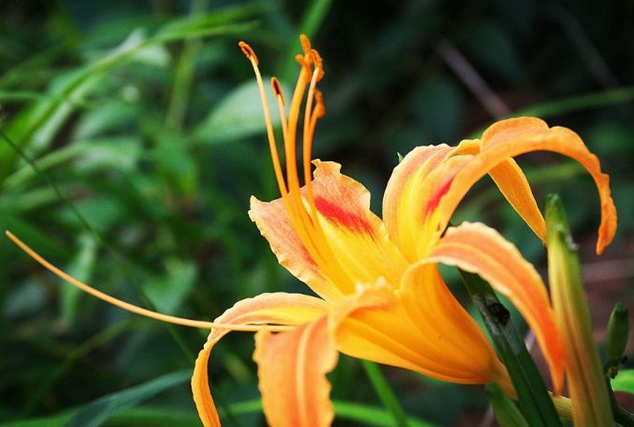 蓝妖 这些花名字土的掉渣 开花却颜值报表 现在开始养还来得及 知乎