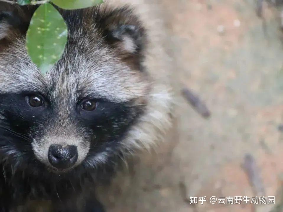 狐狸的祖先图片