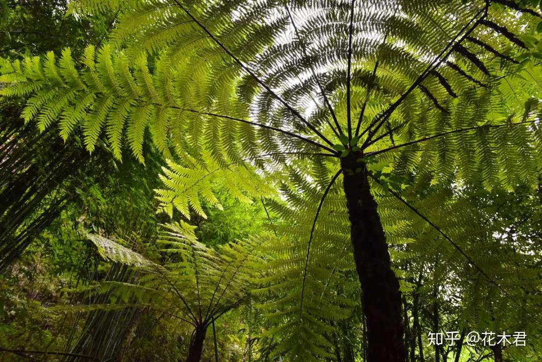 蕨类植物有的高大如树木,比如桫椤,可高达10多米,有的微小如团蕨,只有