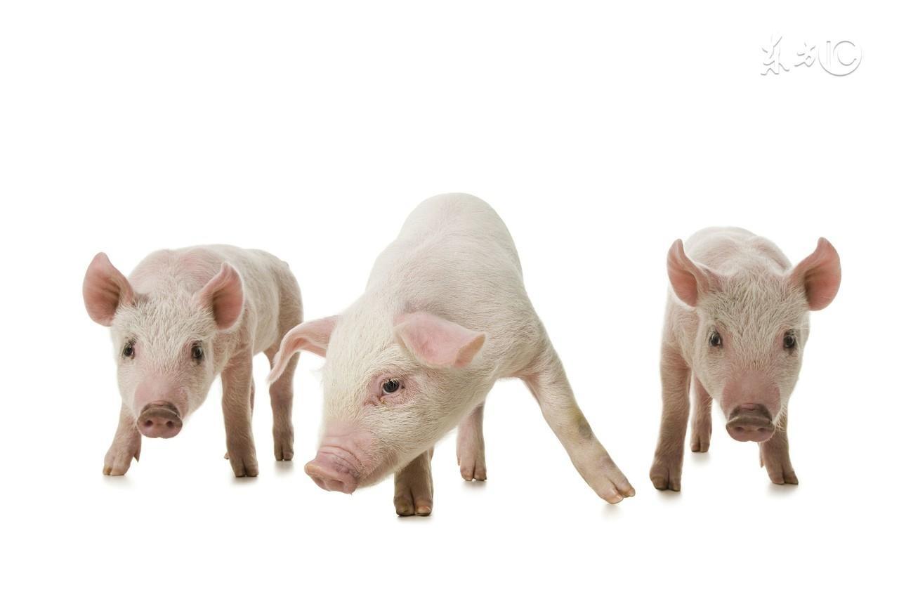 种猪繁育基地_种猪养殖繁育 | 上海中新农业有限公司官网