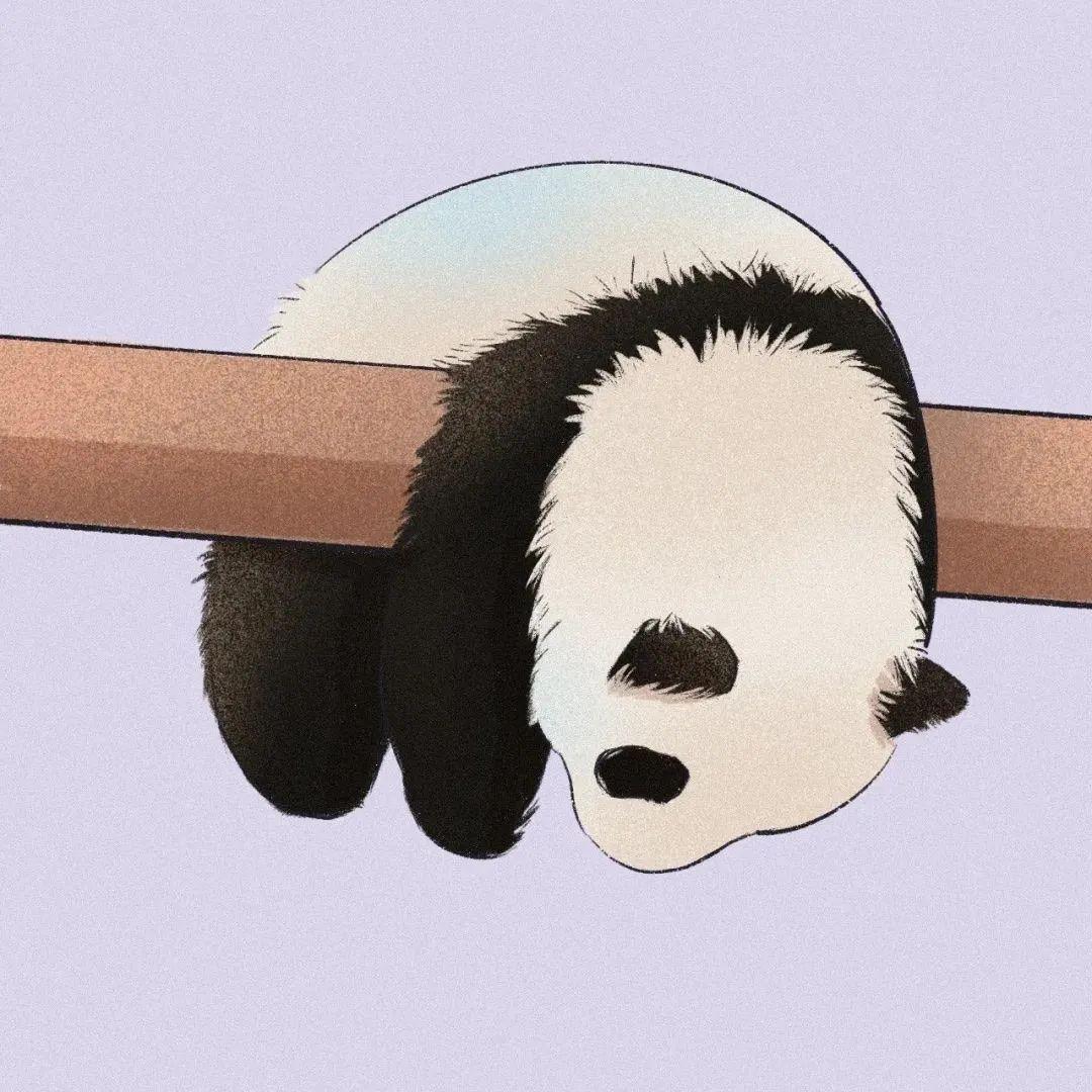 可爱熊猫头像壁纸 知乎 