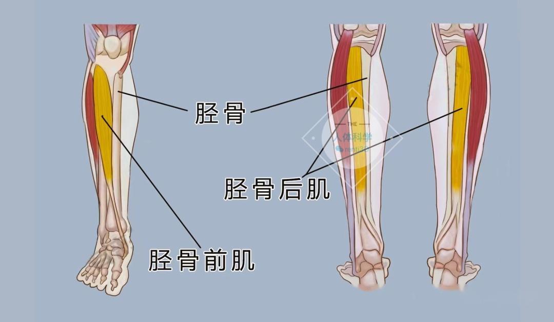 胫后肌腱止点图片