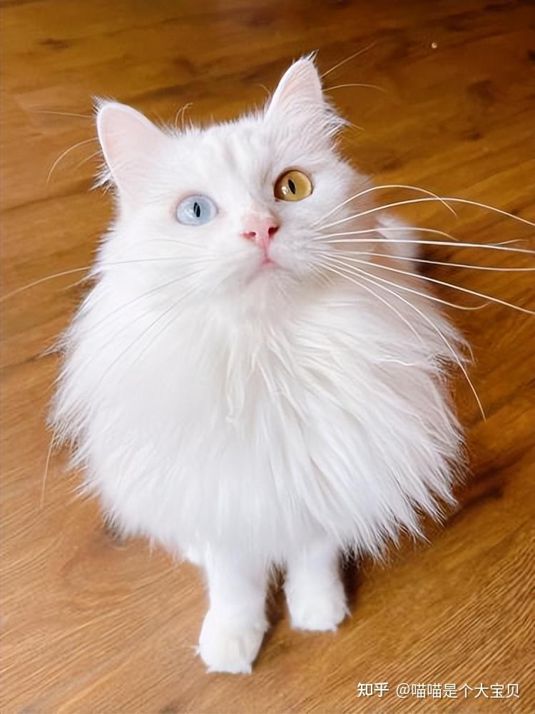盘点十大中华田园猫,每款都是猫中珍宝,每款都很优秀 - 知乎