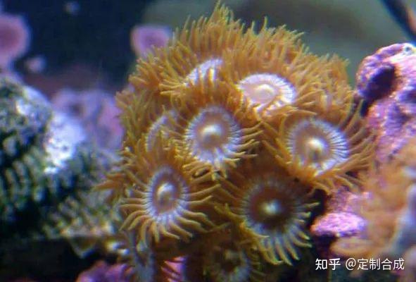 岩沙海葵毒素的全合成路线