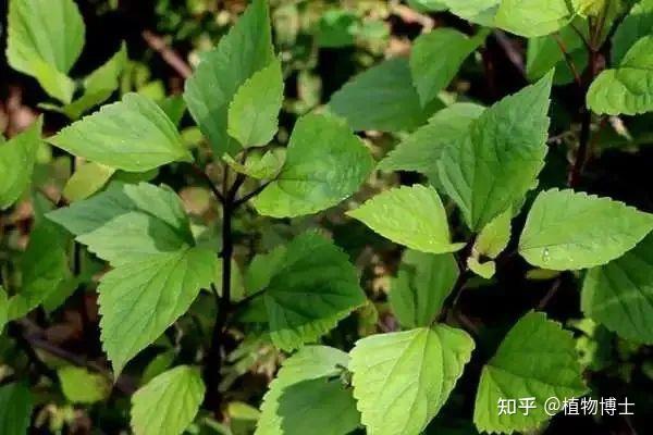 生命力极强的外来入侵物种——紫茎泽兰 - 知乎