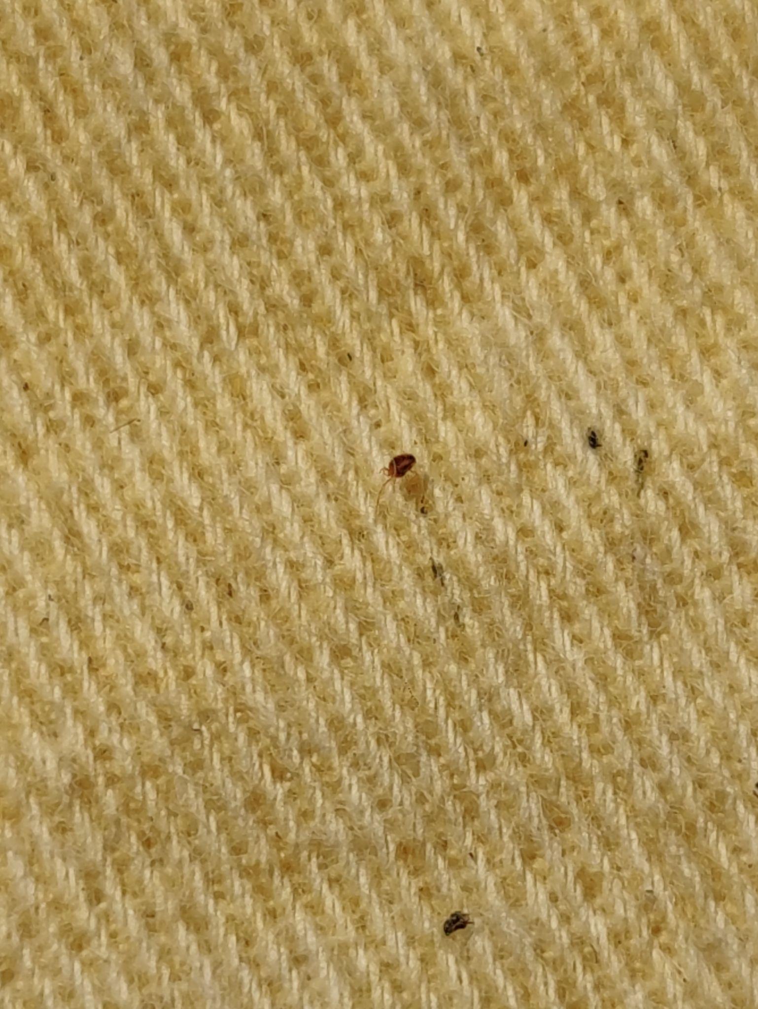 这是什么虫子,家里窗台上,都是,很小,密密麻麻? - 知乎