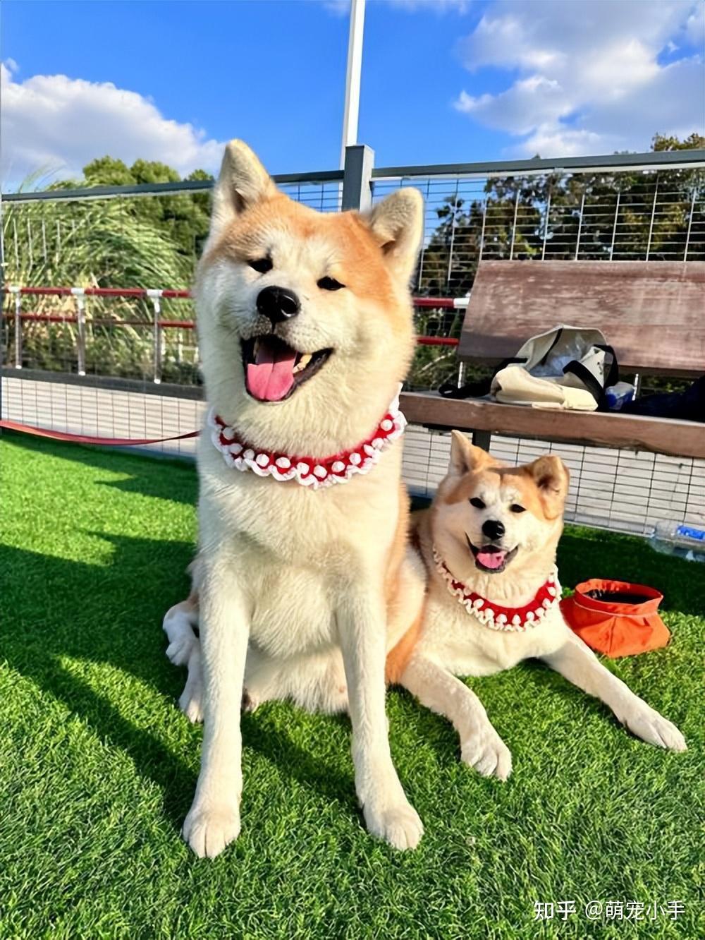 秋田和柴犬究竟哪个更好?宠物店老板说漏嘴,差点养错