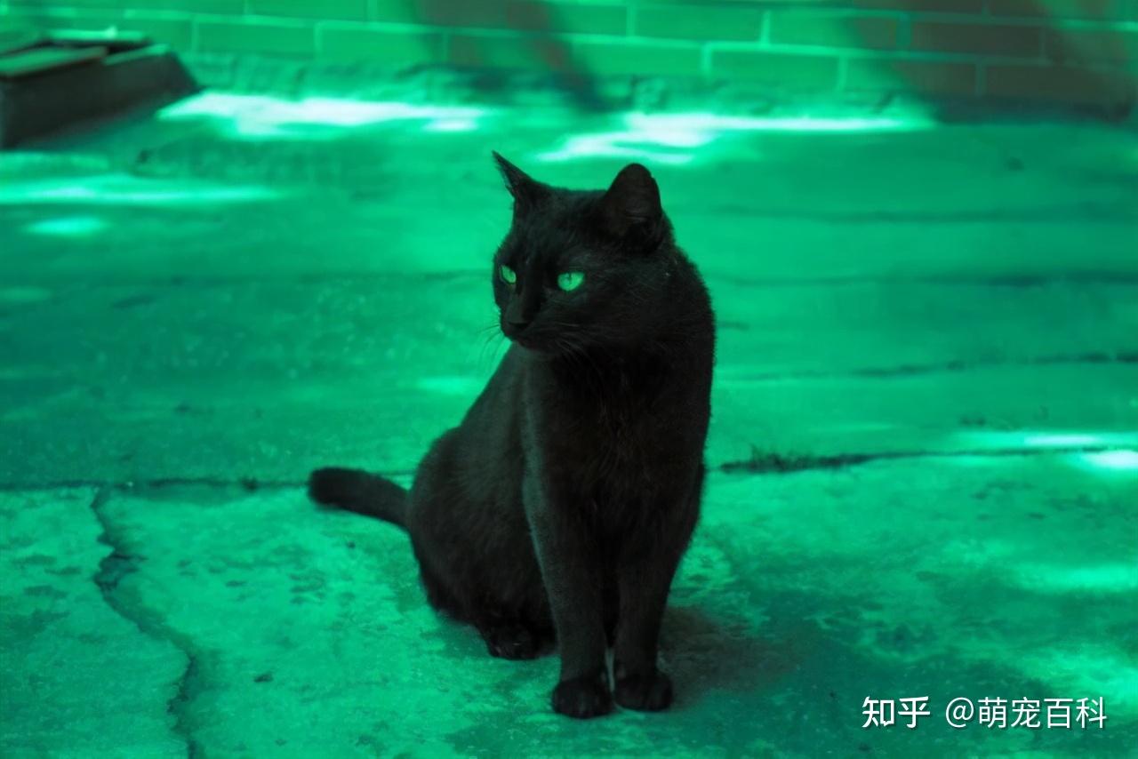 中国常见的猫的品种里有长毛黑猫吗？如果没有，有什么科学道理吗？ - 知乎