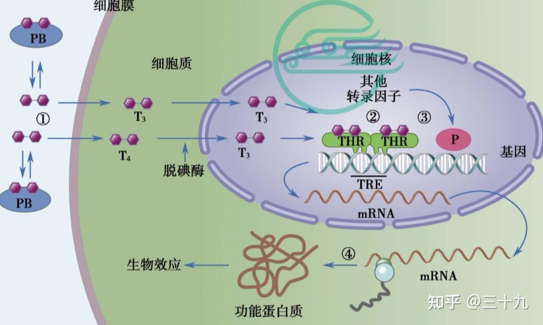 二,甲状腺激素的生物作用