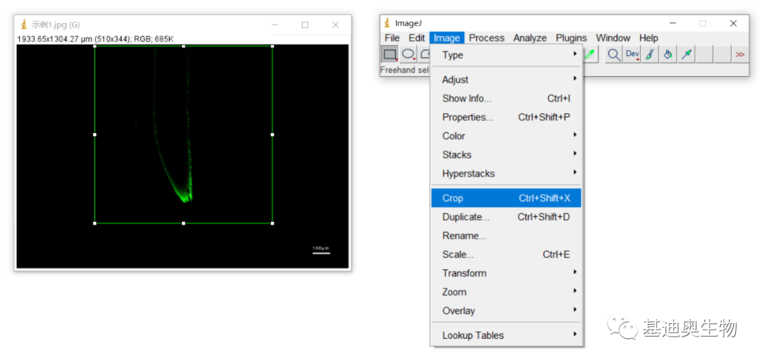 生信工具教程如何用imagej自由调整显微照片的标尺