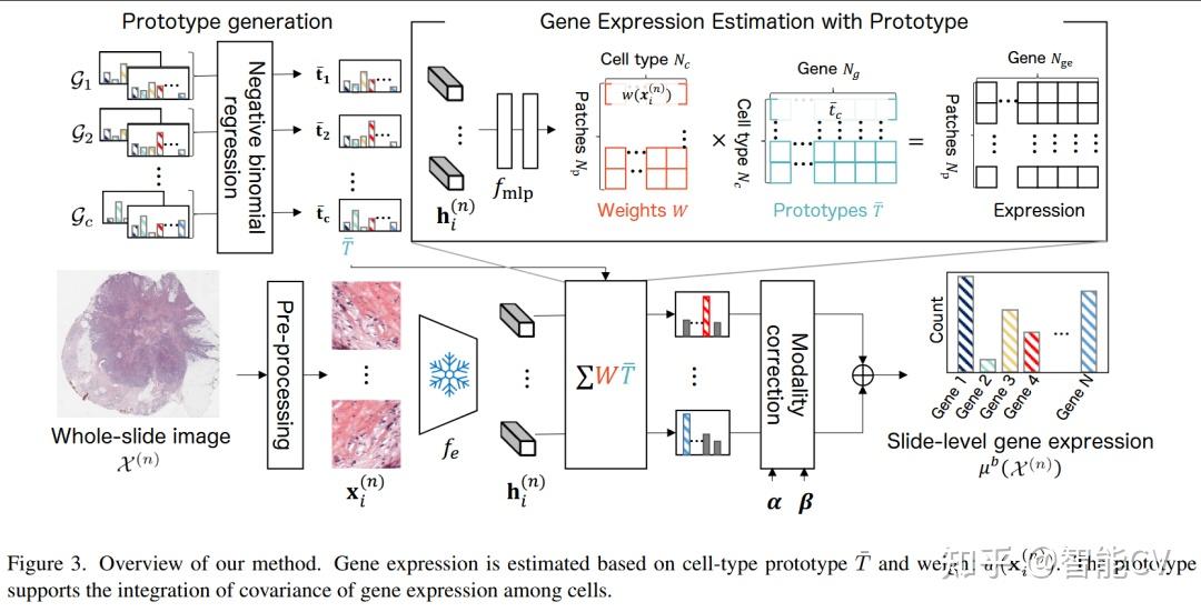 CVPR2026 | 病理AI迈向细胞级解释：CPNN统一slide与spatial基因表达预测 - 知乎