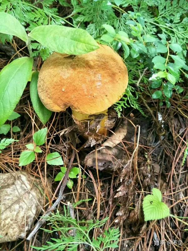 吃菌子季節到了求科普下雲南人常吃的野生菌品種