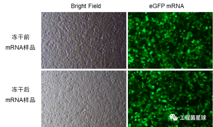 一分钟找好mrna科研好"基"友(一): egfp报告基因 - 知乎