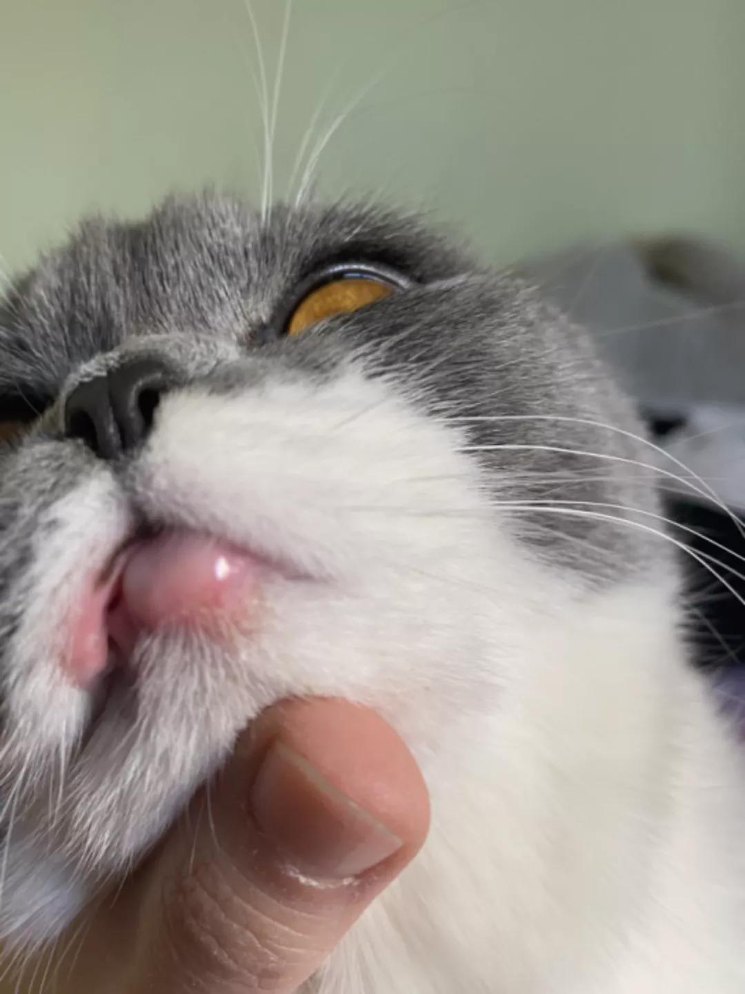 猫咪嘴唇怎么发炎凹陷了注意可能是嗜酸性肉芽肿