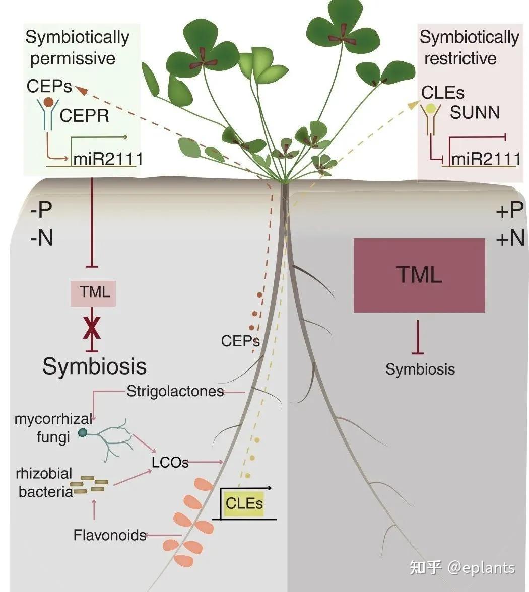 8篇Cell、Nature、Science文章,盘点全球植物-微生物共生领域的重要突破 - 知乎