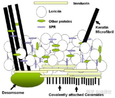 深入了解皮肤基础 知识--- 表皮的结构和表皮屏障功能 - 知乎