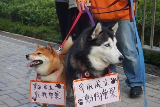 动物警察是个什么鬼ta能保护我吗