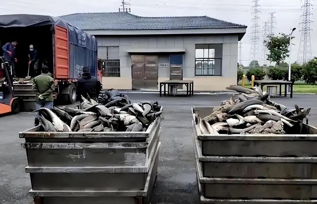 这也叫放生女子为祈福放生2万多斤鲶鱼结果却引来重罚