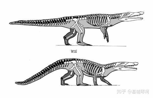 公斤族谱所属:鳄形超目(真鳄亚目)-跑鳄科化石时期:始新世其中锯鳄(p