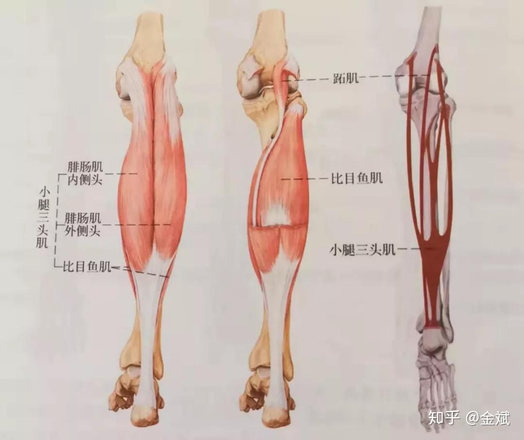 足部的肌肉主要介绍小腿三头肌和胫骨前肌