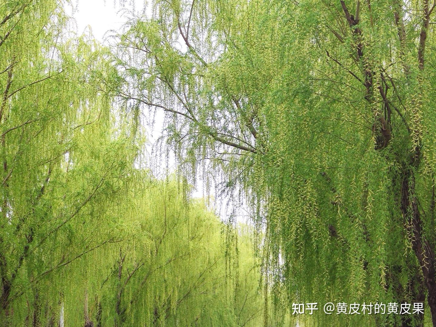 你们知道吗，原来万条垂下绿丝绦的垂柳是会开花的 - 知乎
