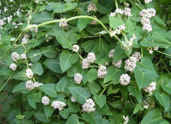 农村常见的草药萝藦全身上下都是宝