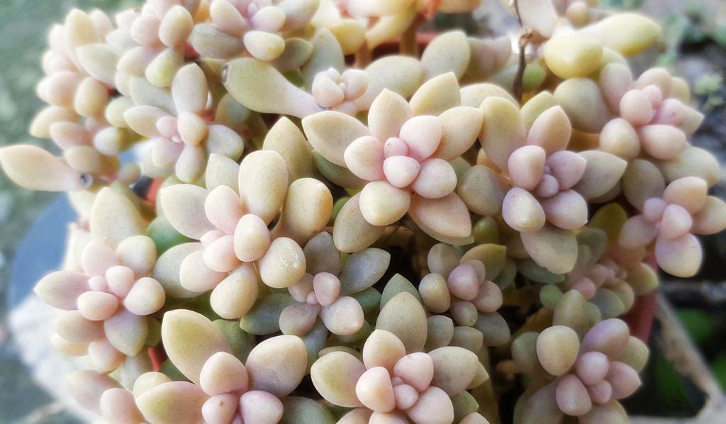 twentyeight姬秋丽景天科风车草属