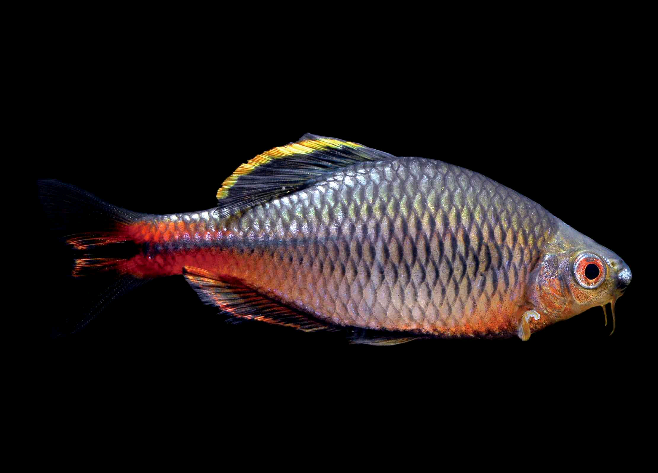 原生鱊(yù)鱼科普,国内有很多种鳑鲏(pánɡ pí)可以选 - 知乎